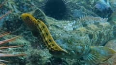 Lingcod
