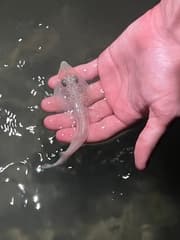 Atlantic Guitarfish
