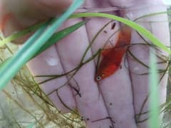 Platy