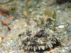 Monkfish