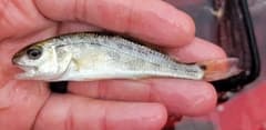 Red Drum