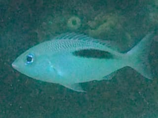 Thumbprint Monocle Bream