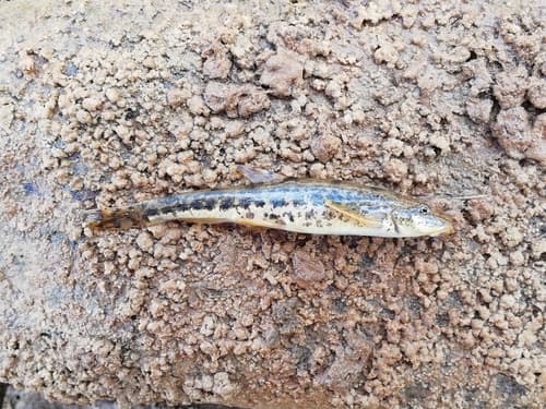 Tibetan Stone Loach