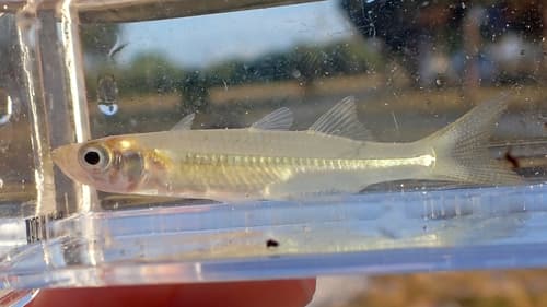 Tidewater Silverside