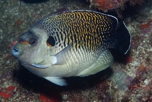 Tiger Angelfish