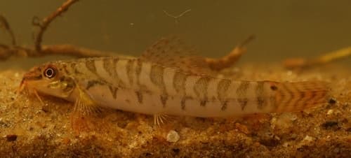 Tiger Loach