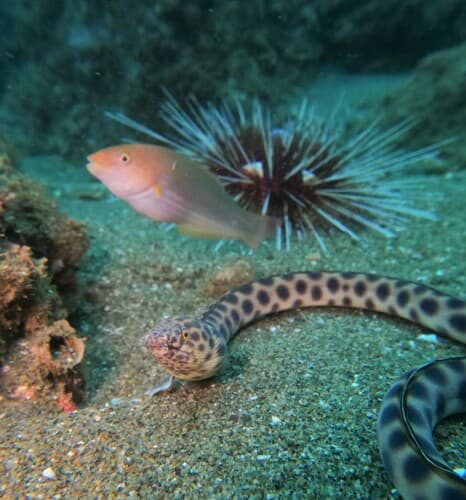 Tiger Snake Eel