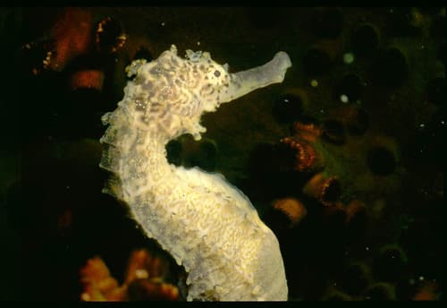 Tiger Tail Seahorse