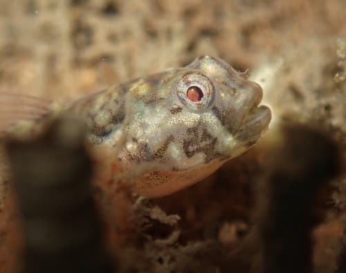 Tigrigobius janssi