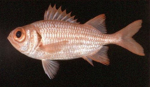 Tiki Soldierfish