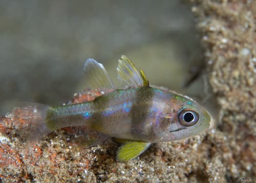 Timor Cardinalfish
