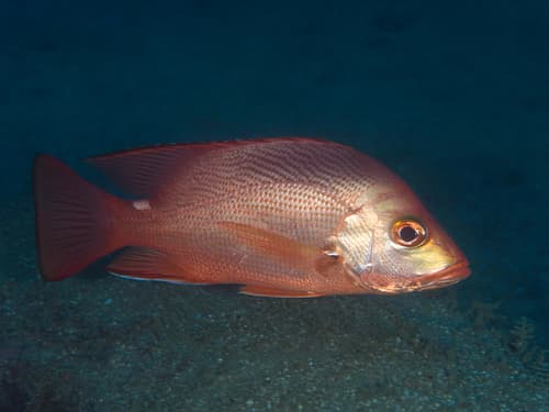 Timor Snapper