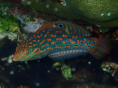 Timor Wrasse