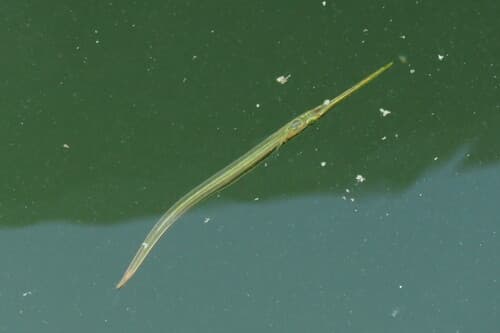 Timucu Needlefish