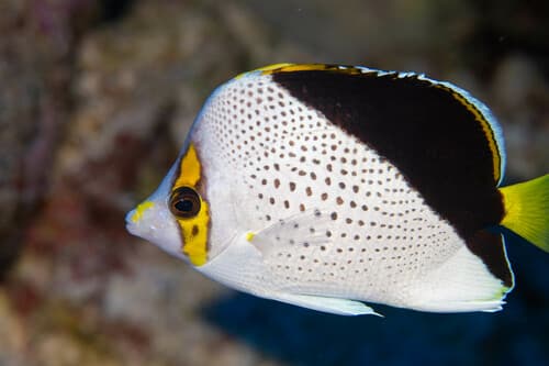 Tinker's Butterflyfish