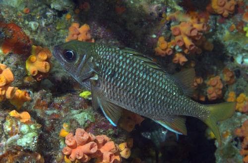Tinsel Squirrelfish