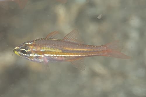 Tiny Cardinalfish