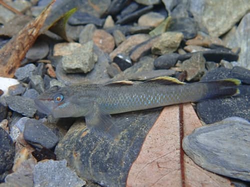 Tiny-spotted Rhinogoby