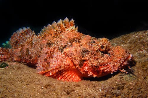 Titan Scorpionfish