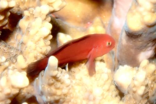 Tomato Coral Goby