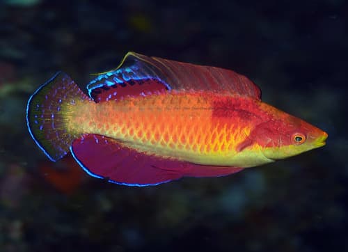 Tono's Wrasse
