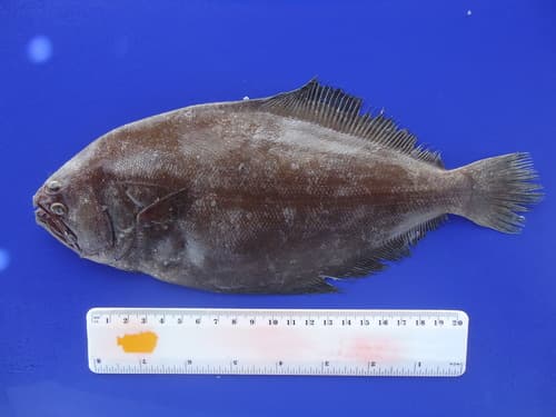 Toothed Flounder