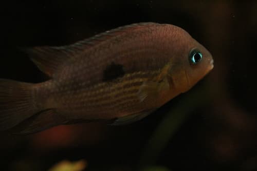 Topaz Cichlid