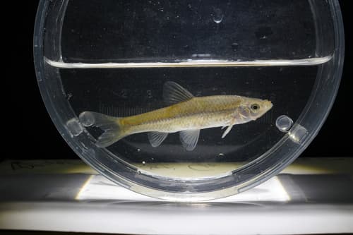 Topmouth Gudgeon