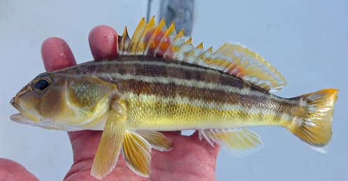 Torpedo Sand Perch