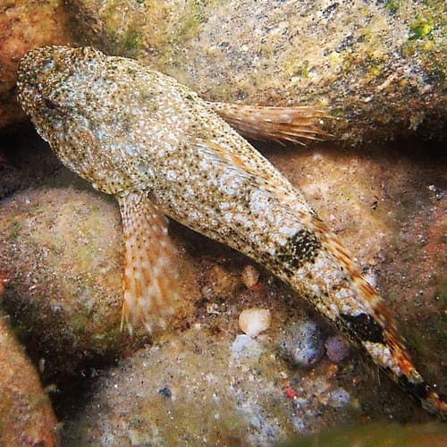 Torrent Sculpin