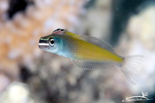 Townsend's Fangblenny