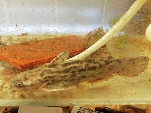 Armored Driftwood Catfish