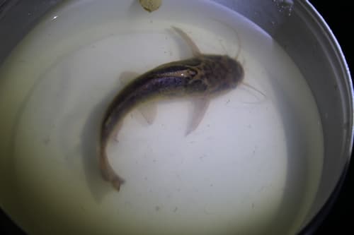 Lucena's Driftwood Catfish