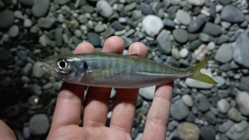 Black Sea Horse Mackerel