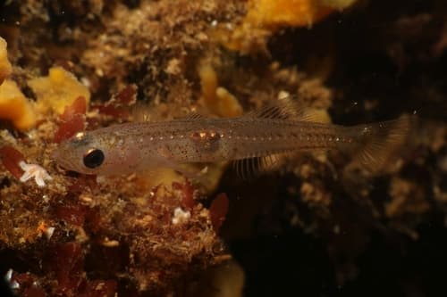 Transparent goby