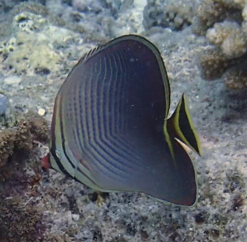 Triangular Butterflyfish