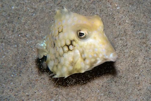 Triangular Turretfish