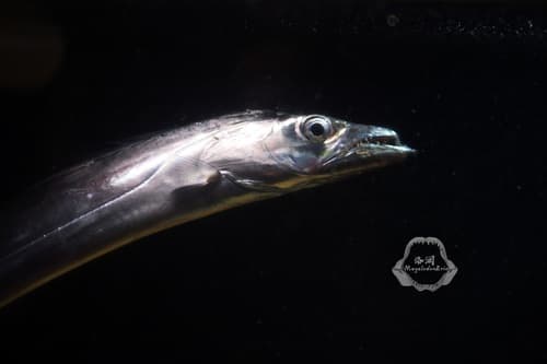 Japanese Cutlassfish