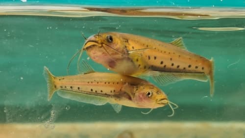 Claviger Pencil Catfish