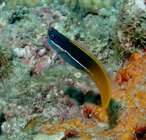Tricolor coralblenny