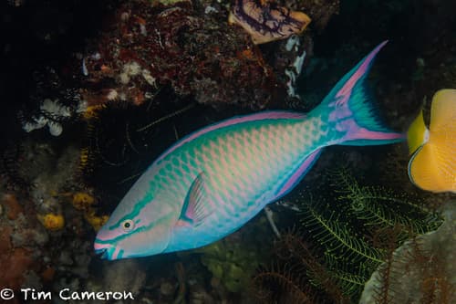 Tricolour Parrotfish