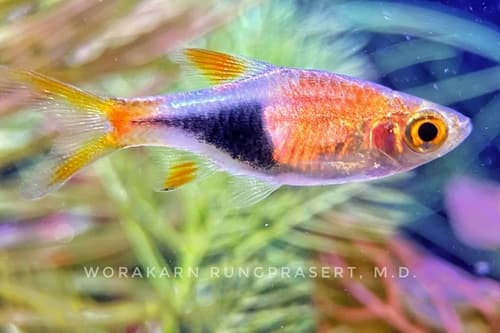 Trigonostigma truncata