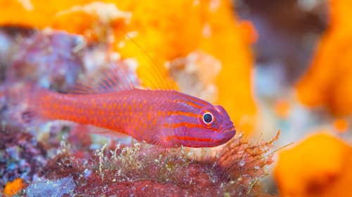 Striped-head Pygmy Goby
