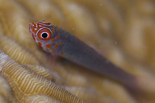 Trimma flavicaudatum