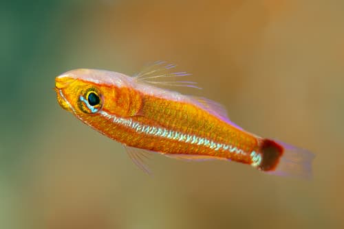Holleman's Pygmy Goby