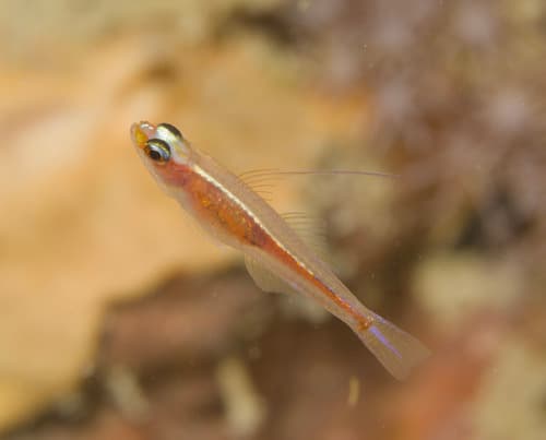 Marina's Pygmy Goby