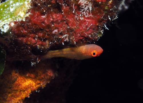 Clear Trimma Goby