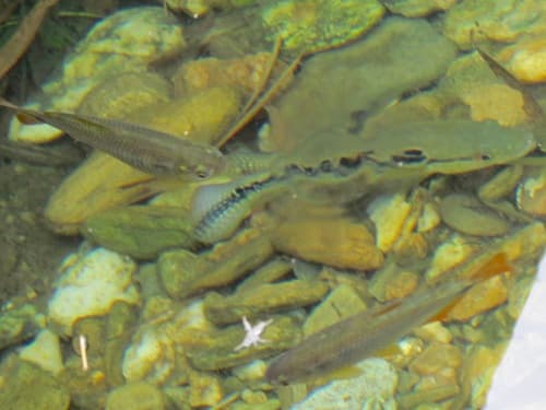Trinidadian Pike Cichlid