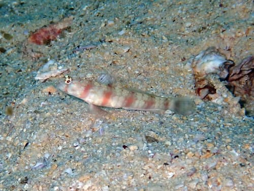 Triplespot Shrimpgoby