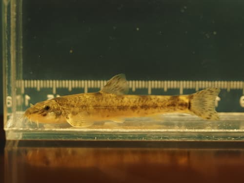 Bleeker's Stone Loach